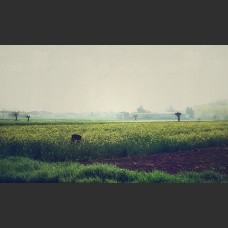 Campi di colza vicino Alessandria