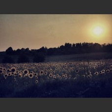 Campo di girasoli al tramonto
