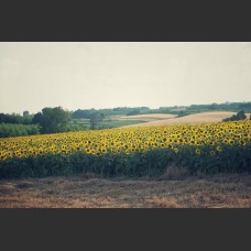 Campo di girasoli